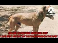 APBT Cate s Grand Champion Nigerino 5XW POR