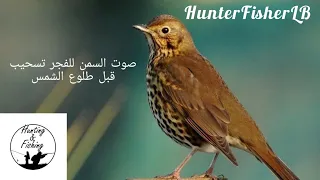 أفضل صوت سمن للفجر تسحيب قبل طلوع الشمس Best Song Thrush Sound For Hunting Before Sunrise Thrush 