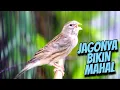 Download Lagu JAGONYA BIKIN CENGKOK JAWARA - MASTERAN KENARI ISIAN BLACKTHROAT GACOR SUARA JERNIH ISTIMEWAH #05