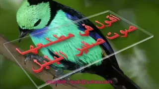 صوت صفير البلبل بصوت طفل  صوت صفير البلبل بصوت طفل