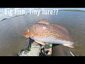 Tiny Lure Catches Giant Fish Fishing Areas in Sisters Creek Jacksonville Florida