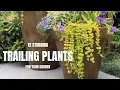 Download Lagu 12 Stunning Trailing Plants For Your Garden
