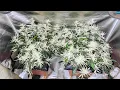 You Won t Believe These Albino Plants