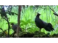 Download Lagu Scream-like Call of Wild Kalij Pheasants | Lophura leucomelanos | Video