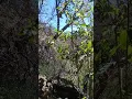 Hoy nostoco experimentar sacar Camotes del cerro