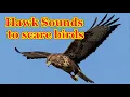 Download Lagu Hawk sounds to scare birds 🦅  7 hours