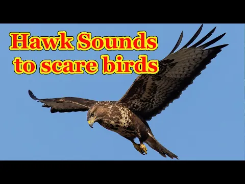 Download MP3 Hawk sounds to scare birds 🦅  7 hours