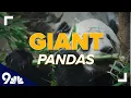 Giant pandas recently taken off endangered list