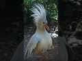 Kagu