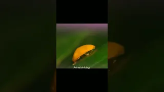 cute little yellow bug-Calyptocephala attenuata