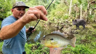 We Found a Hidden Creek Full of Fish at Hunting Camp Catch Cook