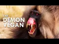 Gelada This Baboon Cosplays As A Carnivore