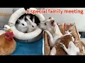 Download Lagu The hen is the kitten's personal nanny, and she brought the kitten to a family meeting! So funny!