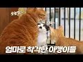 Download Lagu 큰 고양이만 보면 엄마인 줄 착각하는 아깽이들