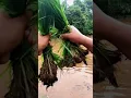 Download Lagu 🌾#bhaatlavani#shortvideo #nature #rainsounds