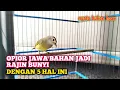 Download Lagu CUKUP LAKUKAN 5 HAL INI❗TAK BUTUH WAKTU LAMA OPIOR JAWA ANDA AKAN RAJIN BUNYI