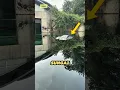 Download Lagu Jangan mandi sungai jika melihat benda seperti ini!