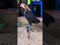 Download Lagu Anak ayam hutan belajar kokok #redjunglefowl