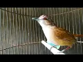 Download Lagu Suara burung pelanduk semak agar emosi dan cepat bunyi, Pancingan burung pelanduk semak
