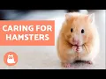 Download Lagu How to Look After a Hamster 🐹 Basic Care Needs