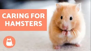 How to Look After a Hamster Basic Care Needs