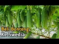 Download Lagu Beli Bonteng di Luar Negeri ll Swedia #vlog #youtube #dayinmylife