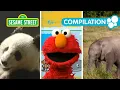 Sesame Street Elmo at the Zoo 1 Hour Animal Compilation