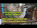 pancingan trucukan durasi pendek paling cepat jadikan trucuk bahan cepat bunyi dan bikin emosi