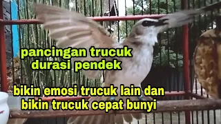 pancingan trucukan durasi pendek paling cepat jadikan trucuk bahan cepat bunyi dan bikin emosi