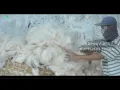 The Journey of Nature Fiber Processing Kapok Fiber