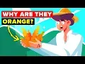 Why Are Carrots Orange It s Actually Politics