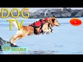 Download Lagu DOG TV: Video Entertain \u0026 Relax Dogs When You Are Away - Anti-Anxiety Music for Dogs