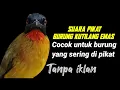 Download Lagu Suara pikat BURUNG KUTILANG EMAS Memanggil lawan