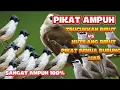 Download Lagu SUARA PIKAT TRUCUKAN RIBUT KOMBINASI KUTILANG KOMBINASI MAUT SANGAT MEMPESONA MP3 SUARA JERNIH