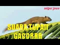 Download Lagu SUARA TUPAI UNTUK PIKAT SAAT BERBURU..#DI JAMIN LANGSUNG NYAUT
