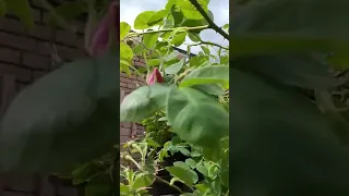 يابدع الورد يا جمال الورد Fiore E Primavera 