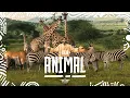 Download Lagu RAJA - ANIMAL (Wild DJ Live Set | Afro House \u0026 Tribal Techno)
