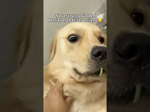 Too suspicious 🤨 #dog #goldenretriever #doglife #funny #expression #relatable #chikusjoey #shorts