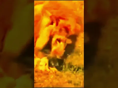 Лев убивает собратьев