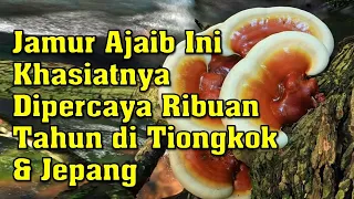 Jamur ini Dijuluki "Jamur Dewa" di Tiongkok