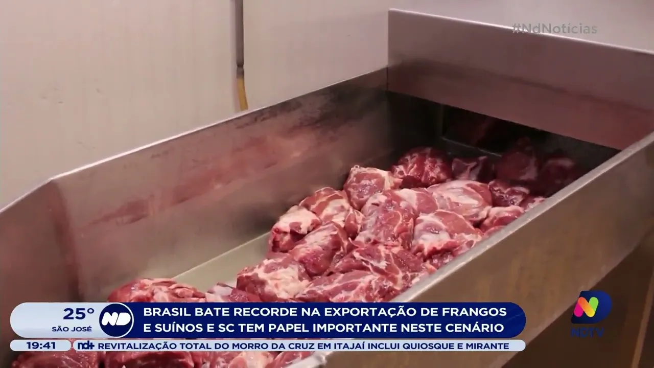 Brasil bate recorde na exportação de frangos e suínos e SC tem papel importante neste cenário