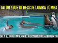 Download Lagu JATUH ! GUE DI RESCUE LUMBA LUMBA, NGECEK LUMBA LUMBA SINGA LAUT PINGUIN TERTUA DI INDONESIA