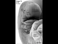 Ch 29 Lecture Development and Inheritance
