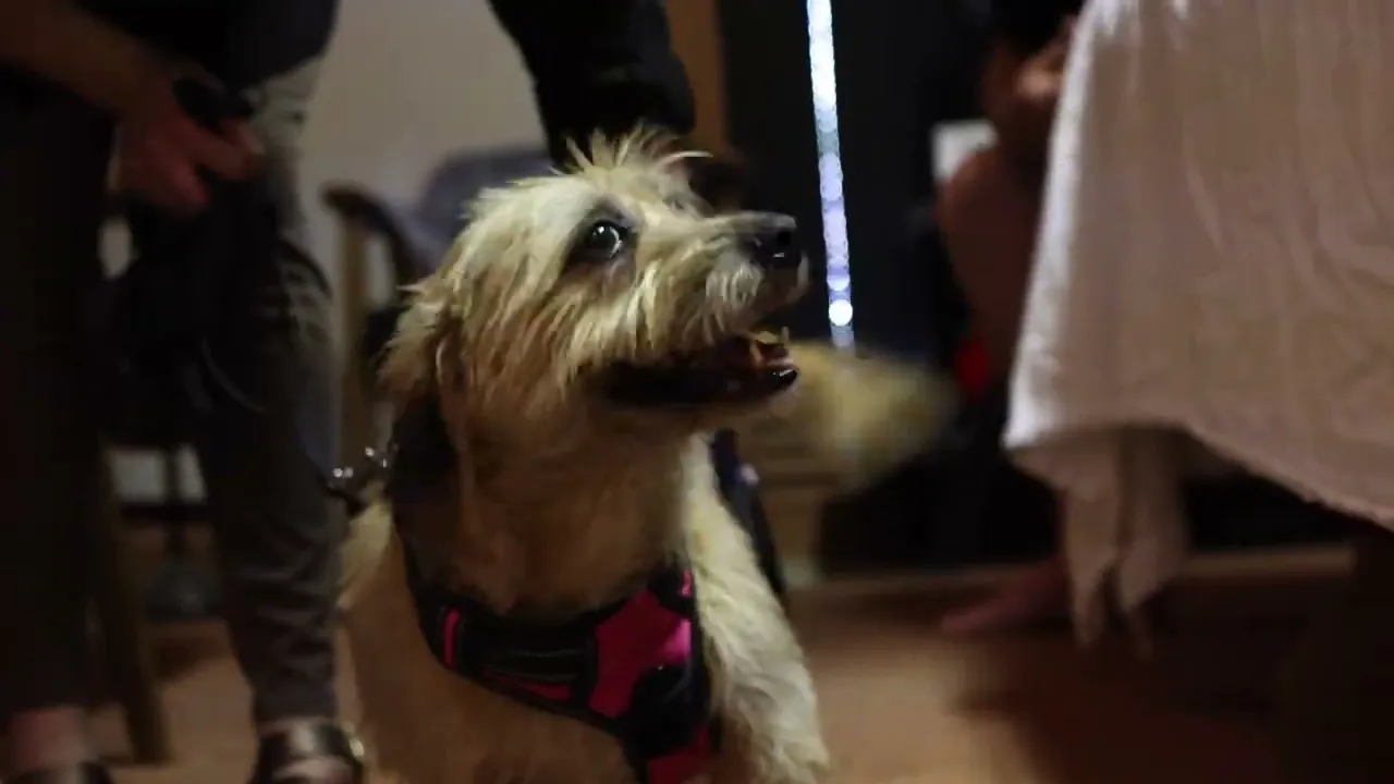 Guide on how to protect your dog's stifle wound from infection after a TPLO surgery
