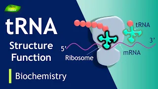 tRNA tRNA Charging tRNA Function BIOCHEM I PART-7 Protein Synthesis Basic Science Series