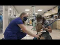 Maine Veterinary Medical Center - A Look Inside