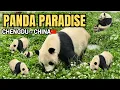 INSIDE WOLONG PANDA BASE GIANT PANDA RESEARCH BREEDING CONSERVATION IN CHINA