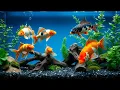Download Lagu Peaceful Fish Tank Ambience | Tropical Aquarium for Sleeping, Working \u0026 Relaxing