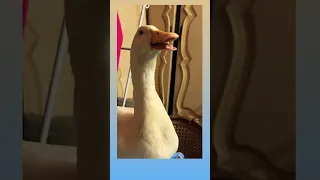 توته و هى عامله مسكينه بعد ما خلصت على اكلى و ضربت لوزه اختها Youtubeshorts Duck Quackattack 