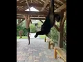 Calisthenics with a Monkey